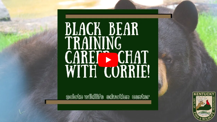 bear video link
