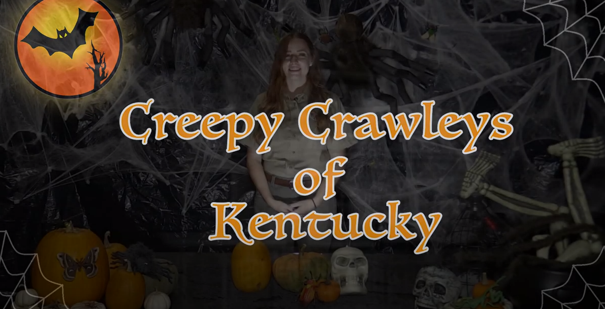 creepy crawlies video link