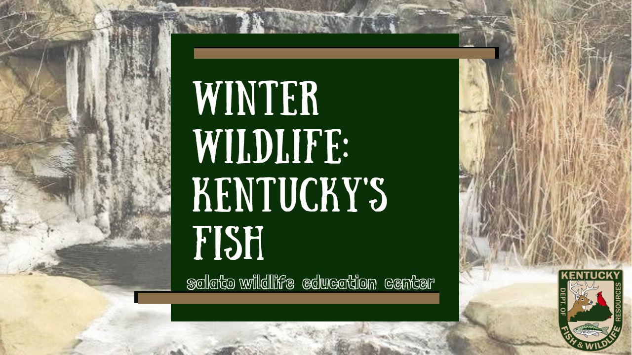 BKentucky's Fish in Winter