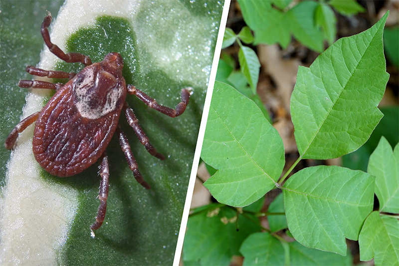 Tick-and-posion-ivy.jpg