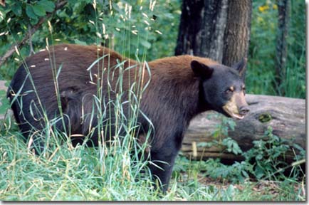 Kentucky Department of Fish & Wildlife Physical Description