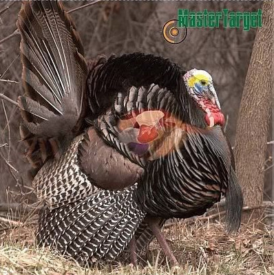 Learn To Hunt Turkey Kentucky Department Of Fish Wildlife