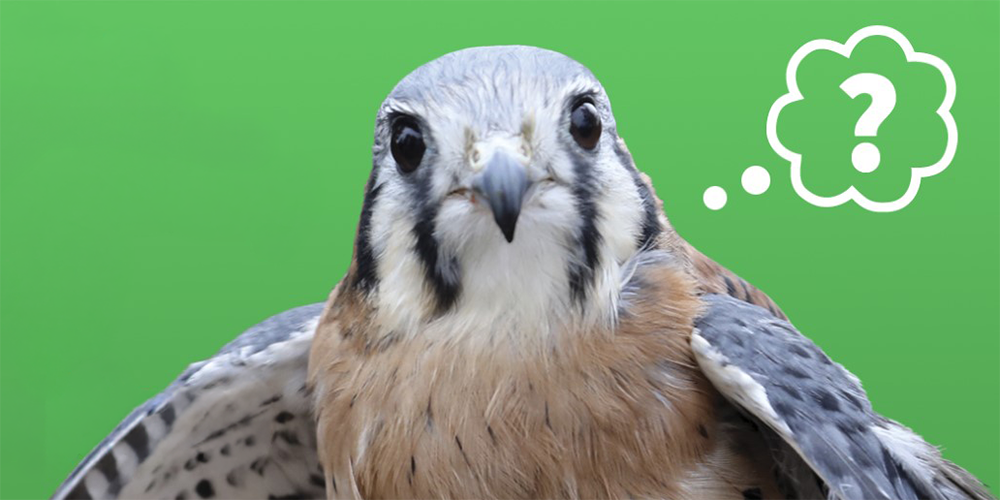 Salato Wildlife Education Center Kestral with question