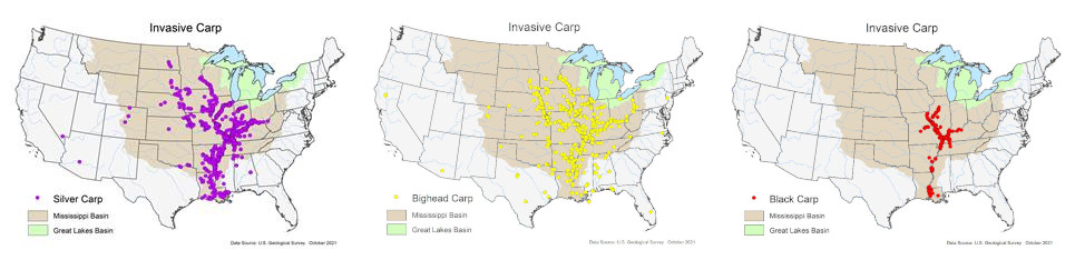 Invasive Carp Distribution