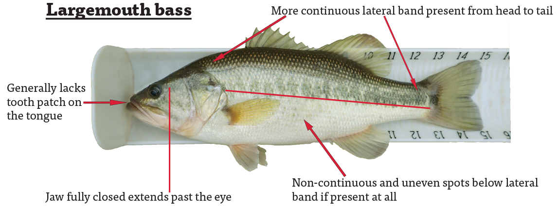 Frequently Asked Questions about Alabama Bass - Kentucky