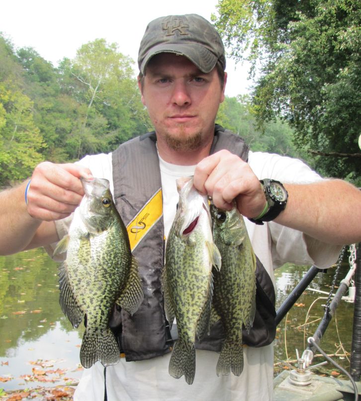 White and black crappie can be caught in the slower pools in the Barren River.  Nick Keeton holds several 11 inch black crappie collected and released in the lower sections of Barren River.