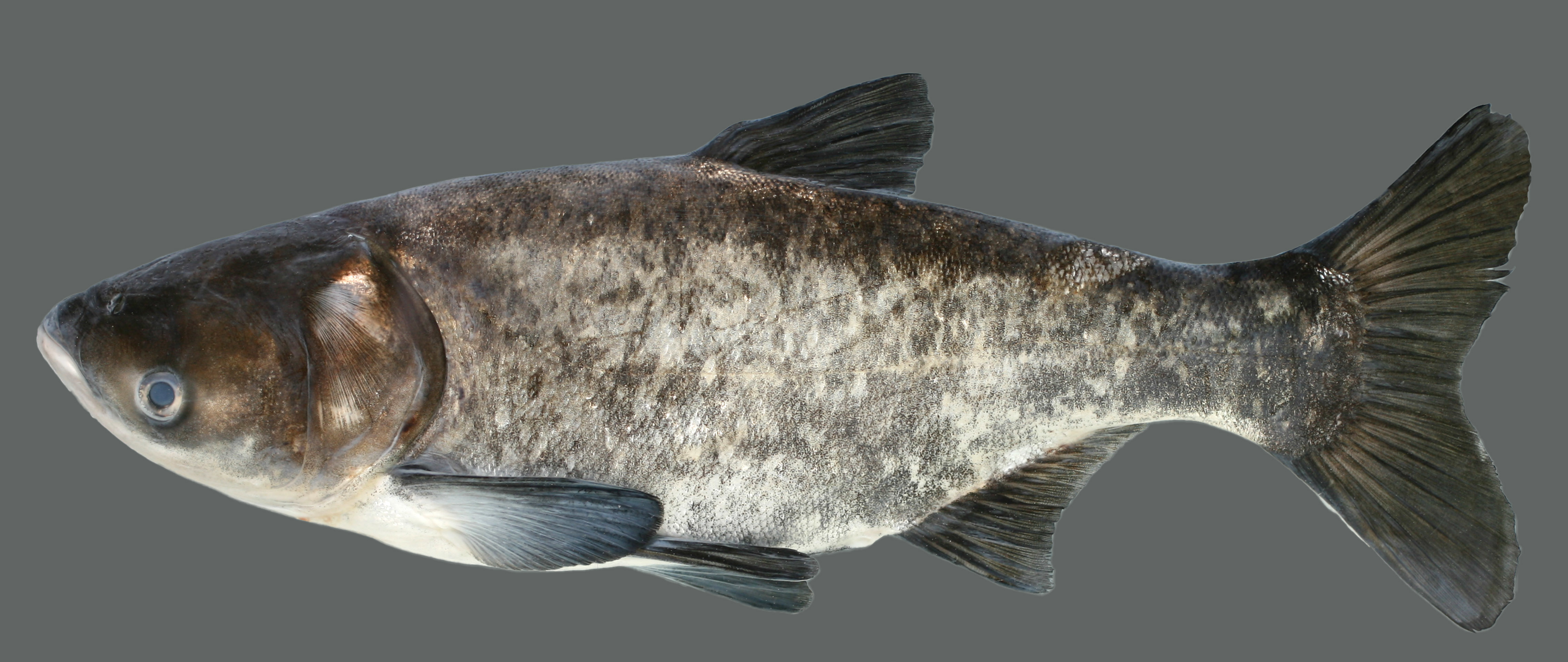 Kentucky Department Of Fish Wildlife Bighead Carp