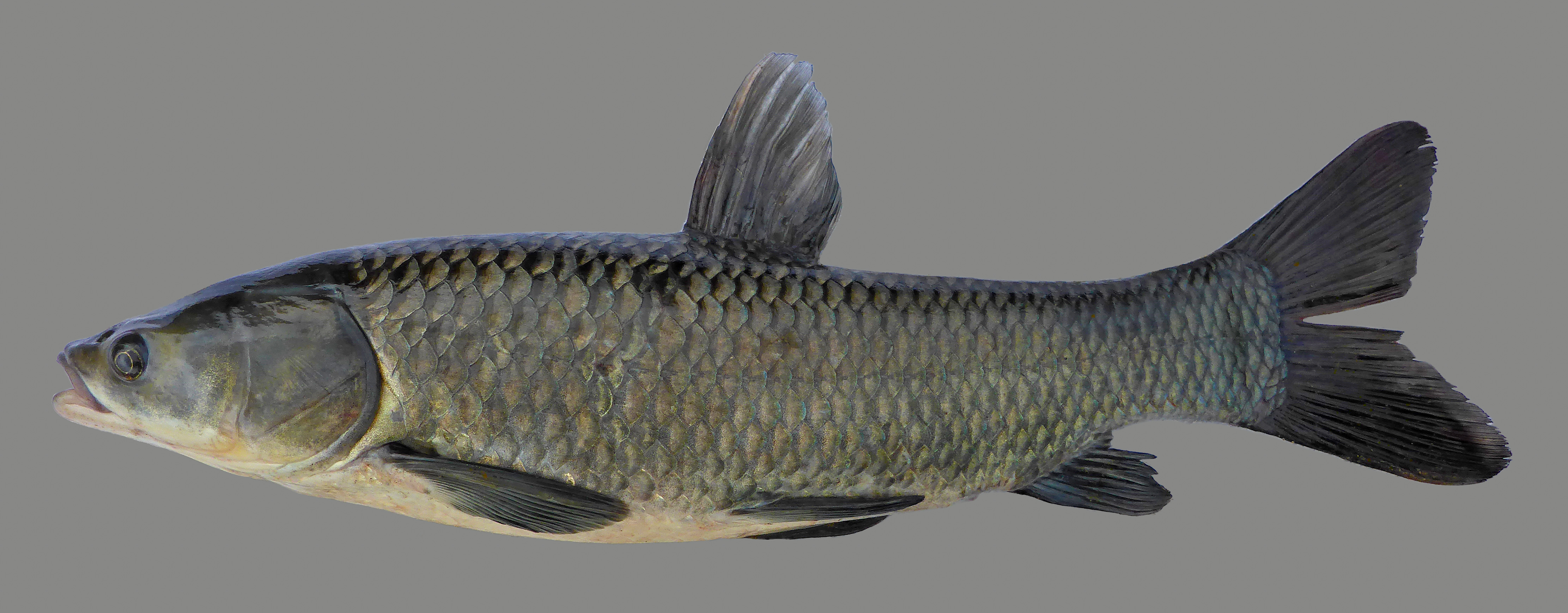 Black Carp - Kentucky Department of Fish & Wildlife