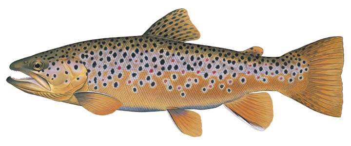 Brown Trout - Kentucky Department of Fish & Wildlife