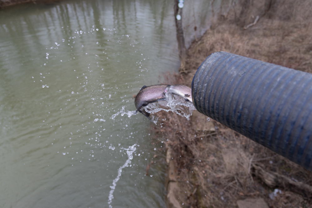 Fish stocking pipe showing a fish flying into Floyds Fork Creek