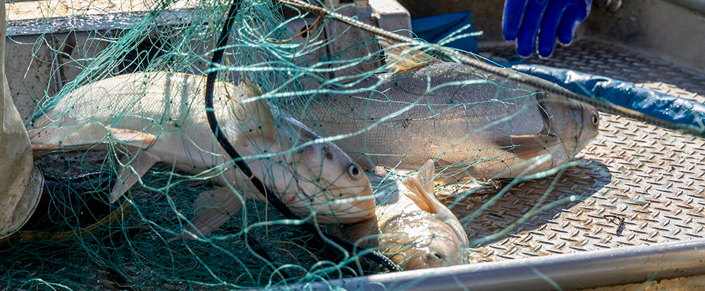Carp-Tagging-on-Lake-Barkley-CrRC.jpg