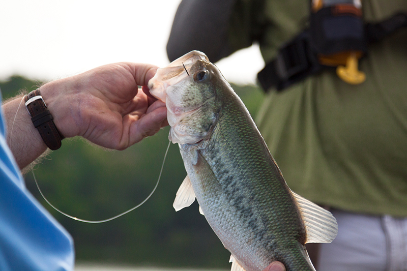 Fall is a great time for bass fishing on western Kentucky's big