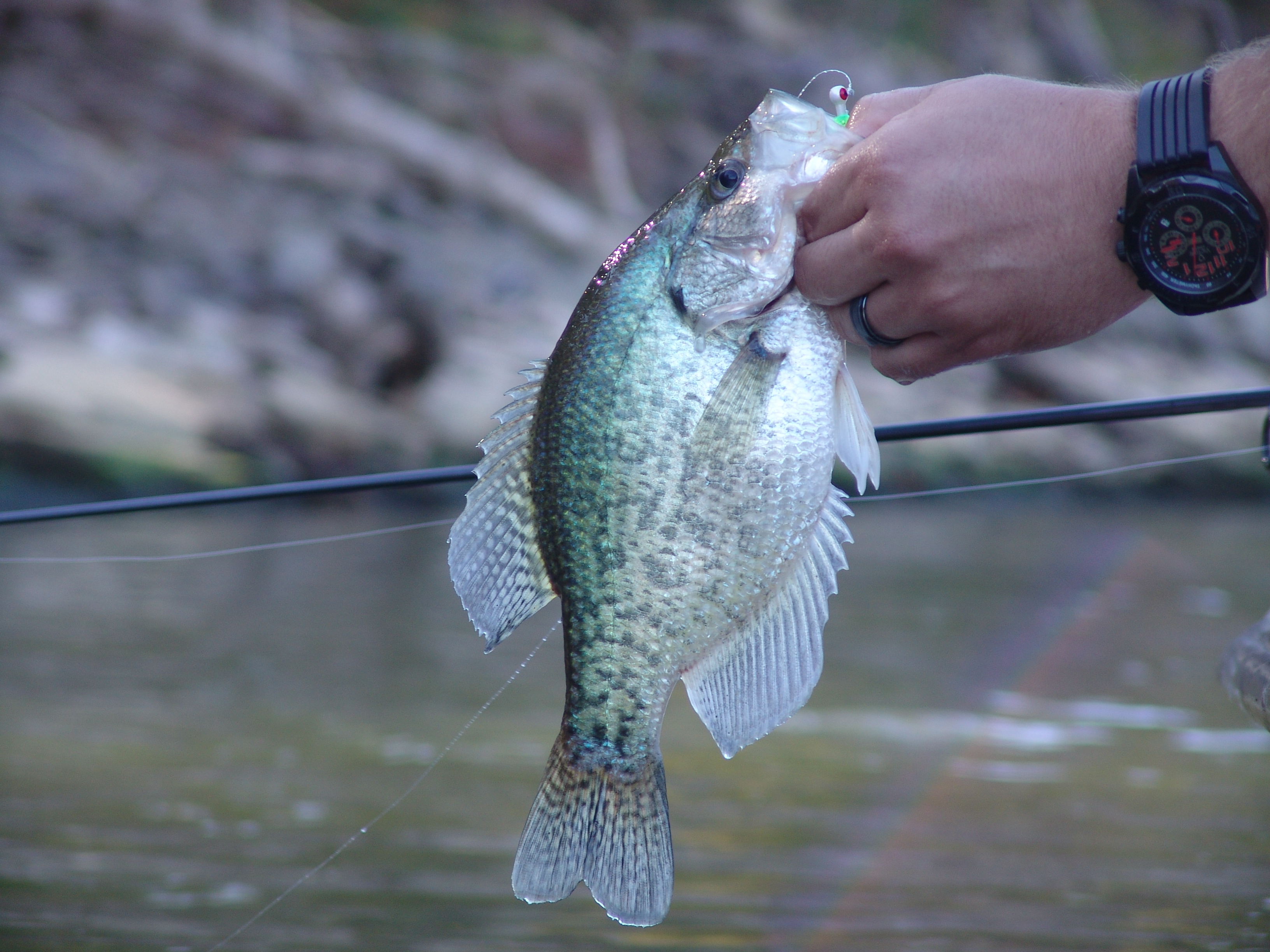 Hand holding up a crappie