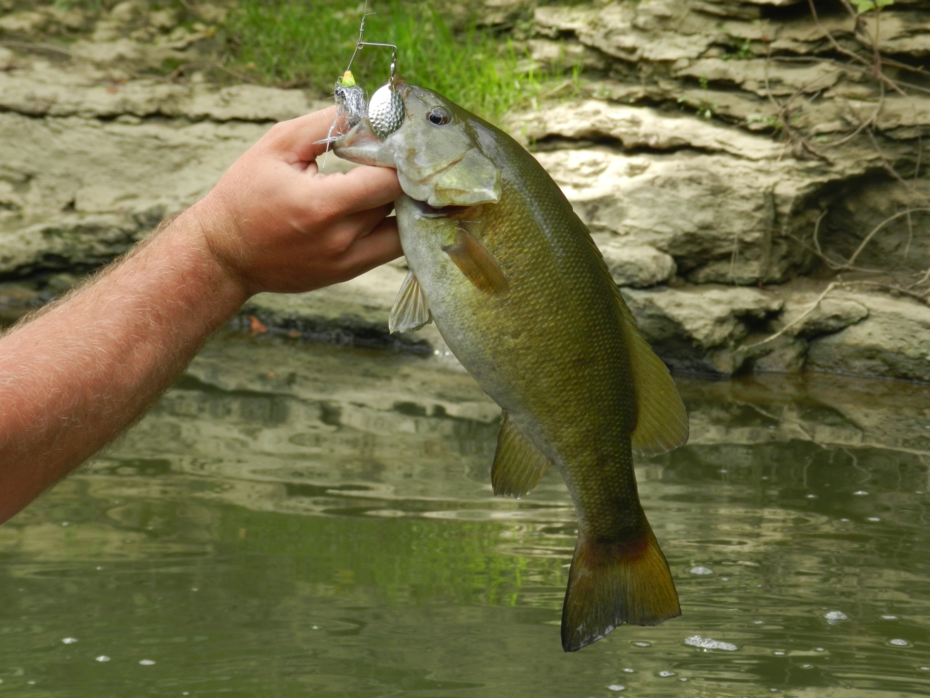 Smallmouth bass are plentiful throughout Elkhorn Creek and can be taken on a wide variety of artificial baits.