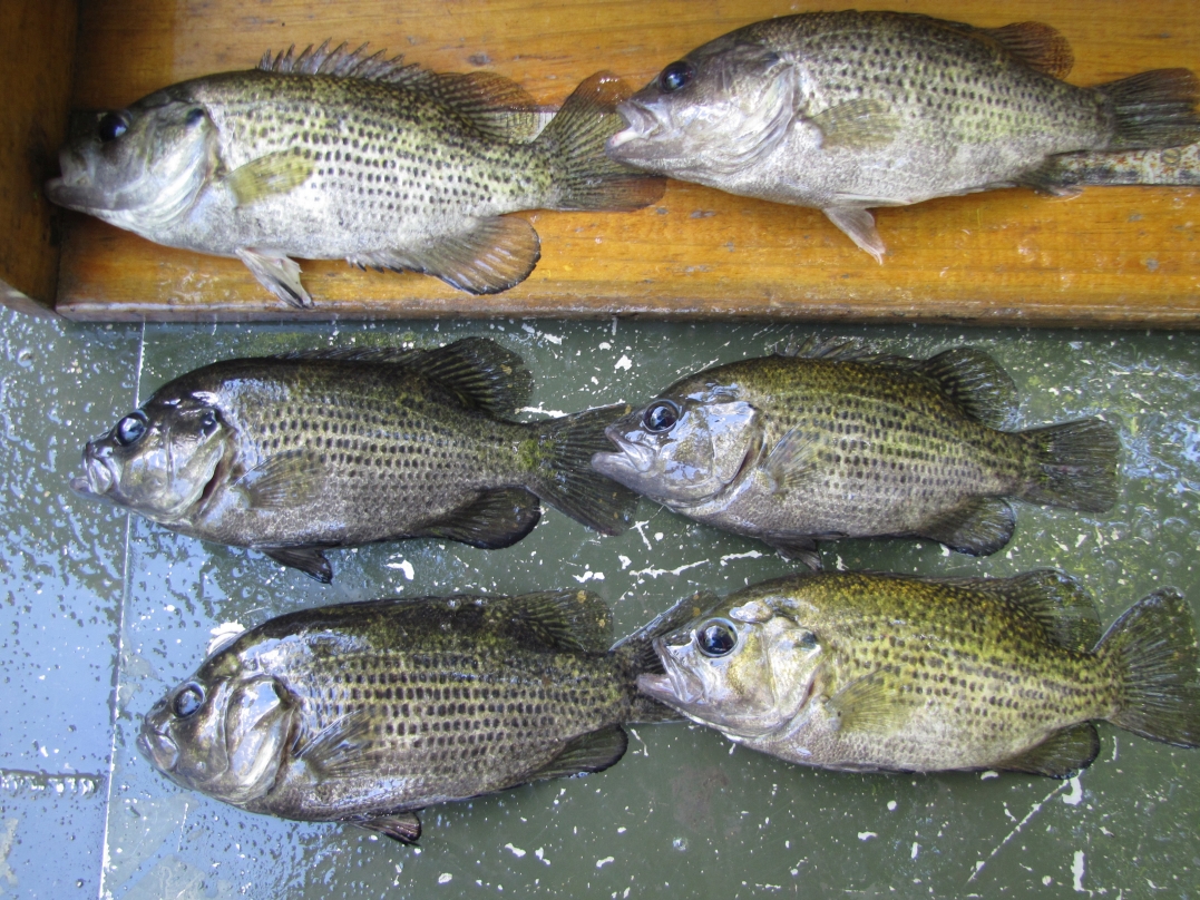 Quality size rock bass can be found around tree roots and along rocky banks.  Notice the variation in color that occurs in rock bass.
