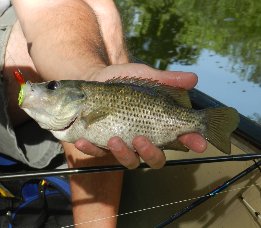 Large rock bass can be found probing small tub jigs along the cracks and crevices of rocky banks.