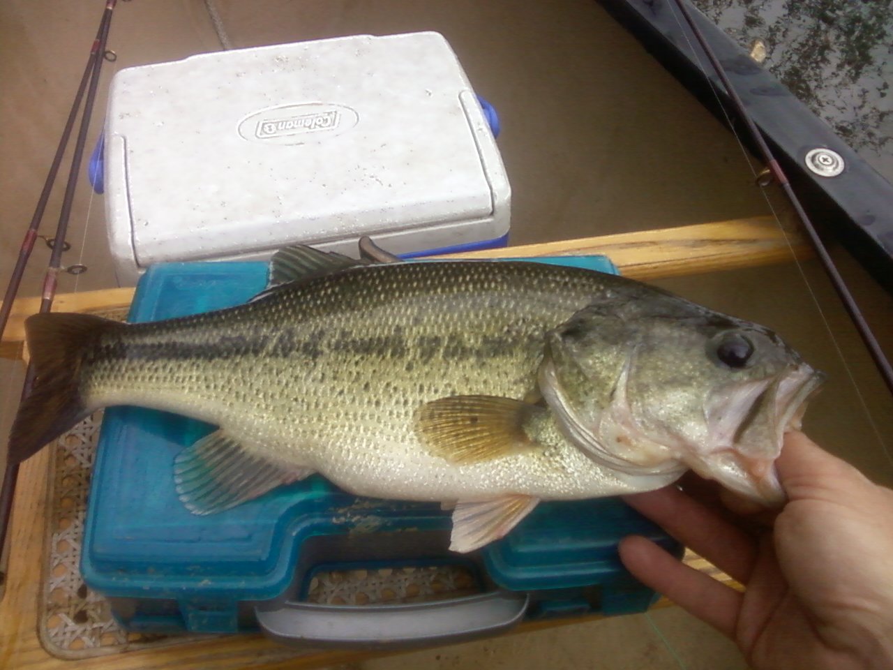 Although less numerous, anglers can find chunky largemouth bass in areas with slower current.
