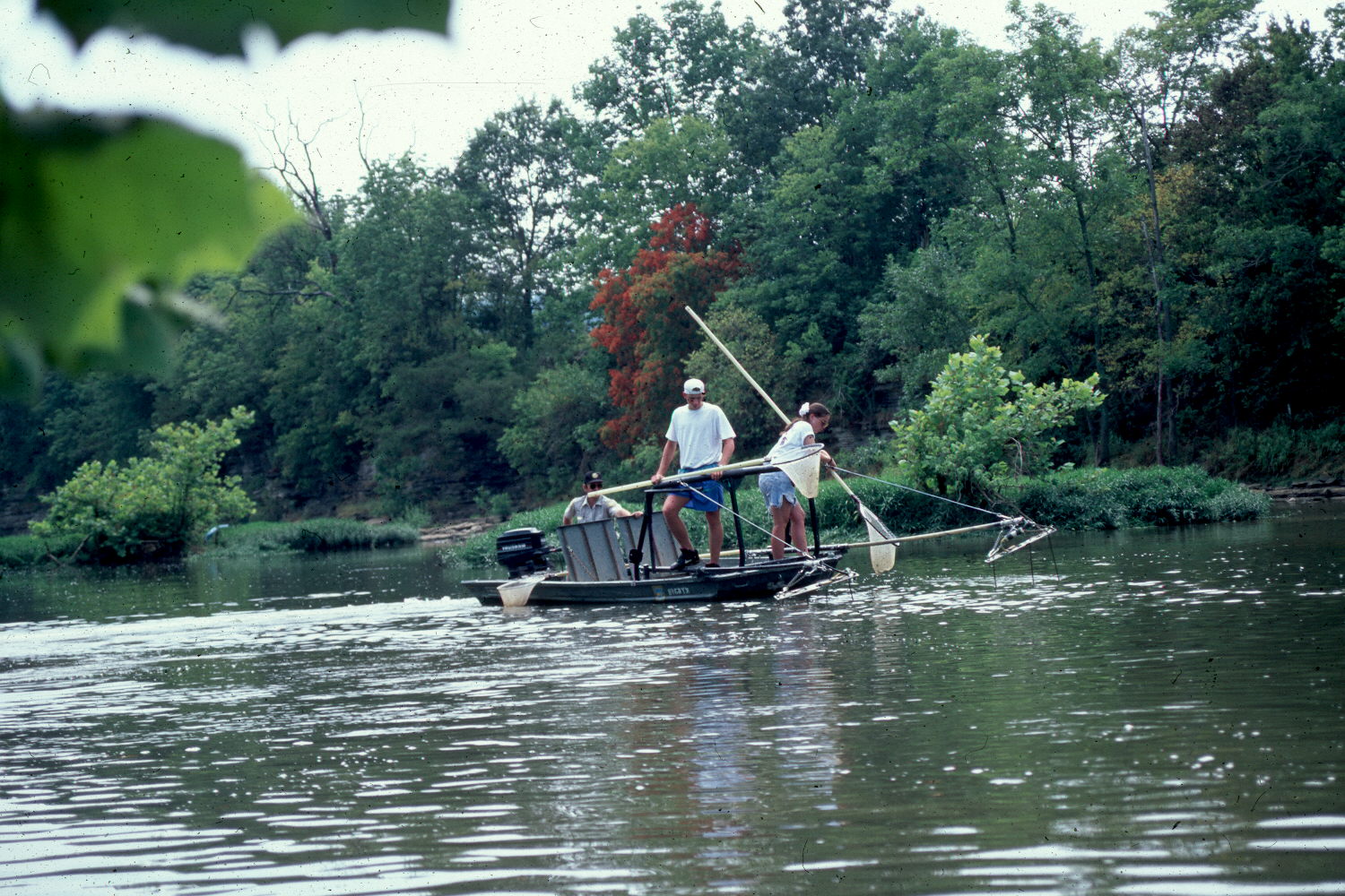 Fisheries staff conducting electro-fishing sport fish surveys in Elkhorn Creek.