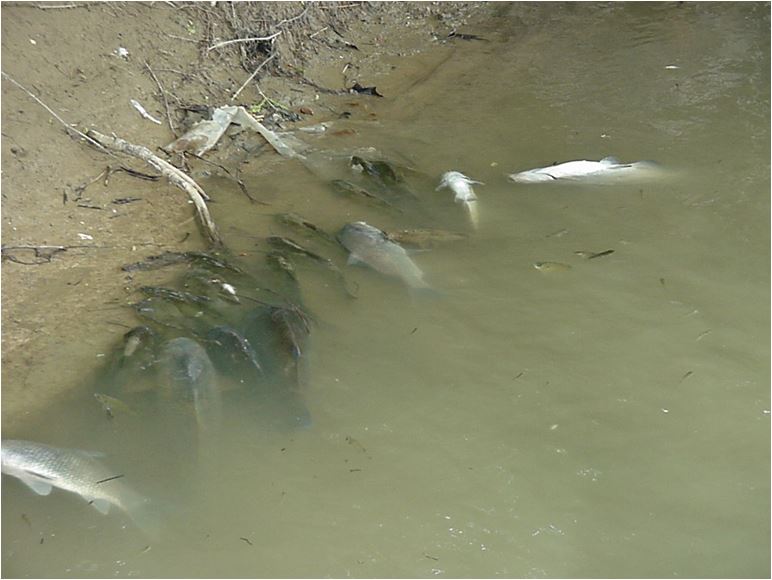 Farm Pond Management-Troubleshooting Common Pond Problems - Kentucky  Department of Fish & Wildlife
