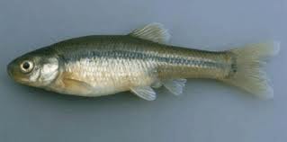 Farm Pond Management-Managing Fish Populations and Improving Habitat -  Kentucky Department of Fish & Wildlife