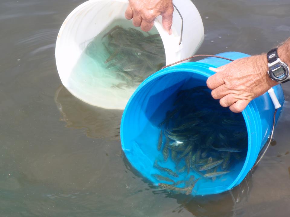How To Catch More Fish From Ponds