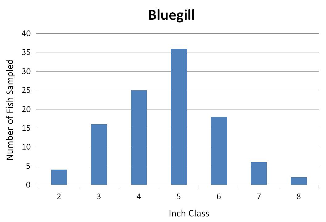Bluegill length frequency graph