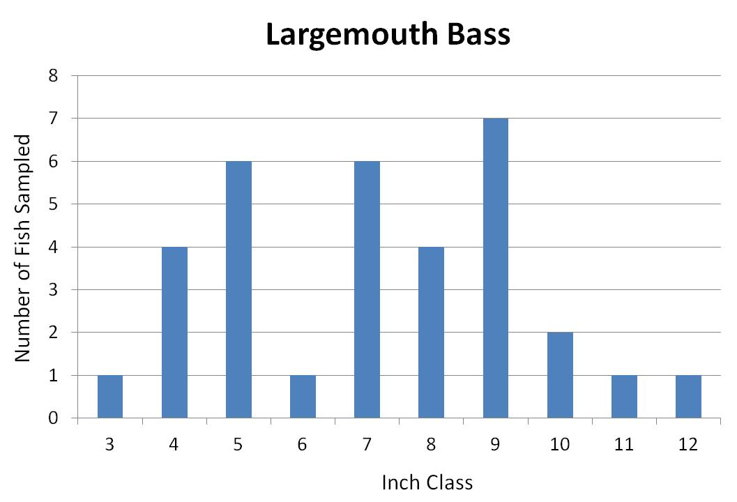 Largemouth Bass Length frequency graph