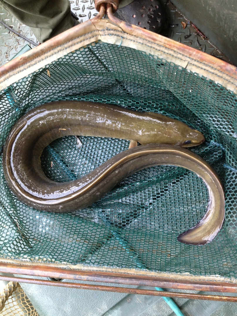 American eels also call the Green River home like this 30 inch American eel collected and released near the Honakers Ferry Ramp.
