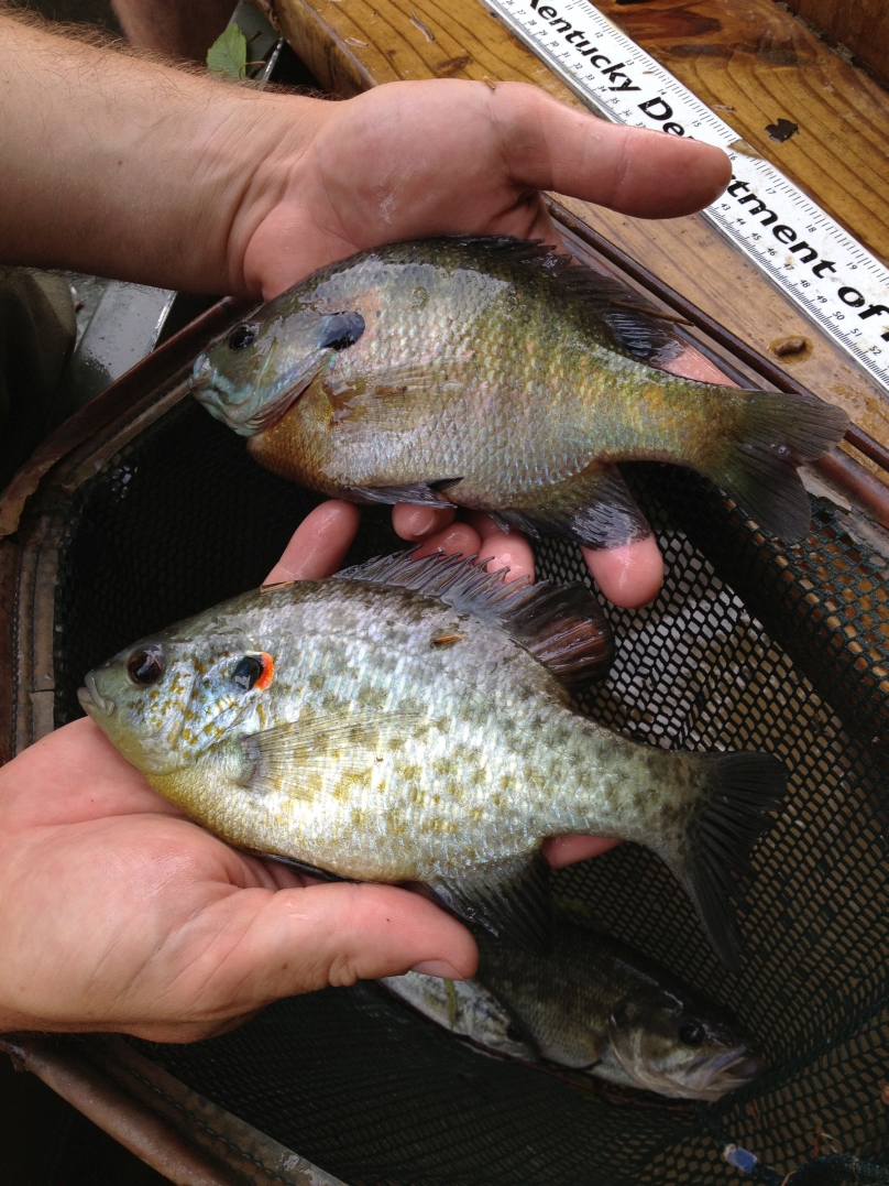 Bluegill (top) and redear sunfish (bottom) are present in good numbers in Pool 4, especially in the upper section of the pool.
