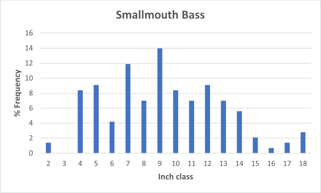 Smallmouth Bass Size Chart