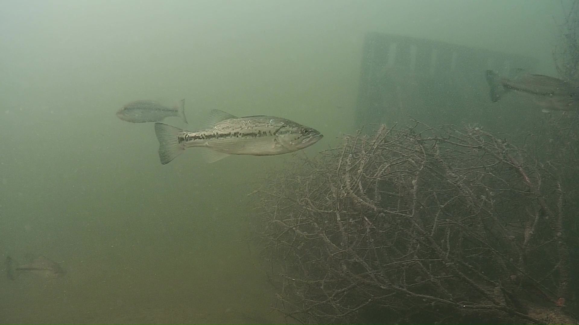 Fish swimming in murkey water