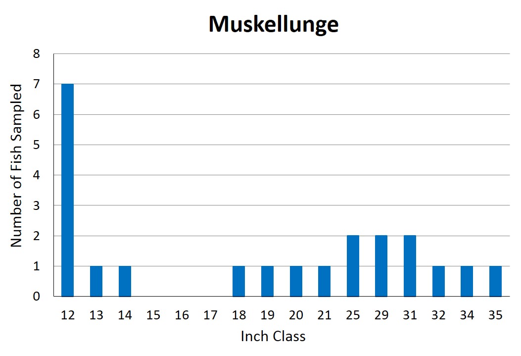 Muskellunge Length frequency graph