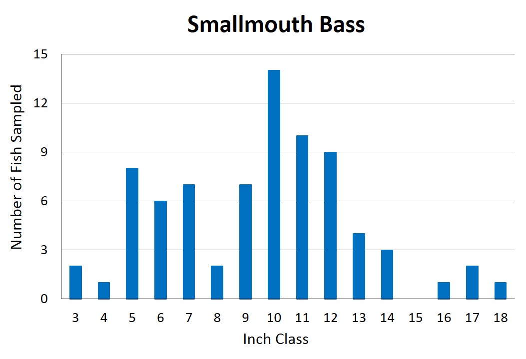 Smallmouth Bass length frequency graph