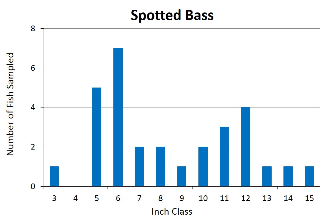 Kentucky Spotted Bass Length frequency graph