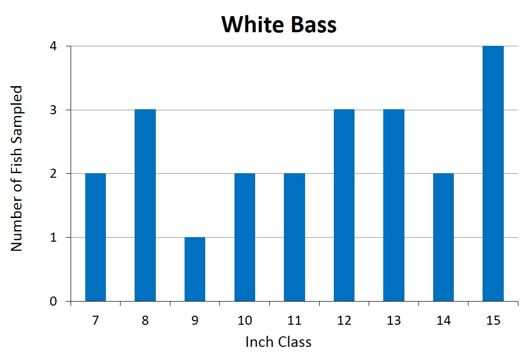 White Bass Length frequency graph