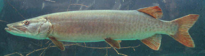 Muskellunge Adult