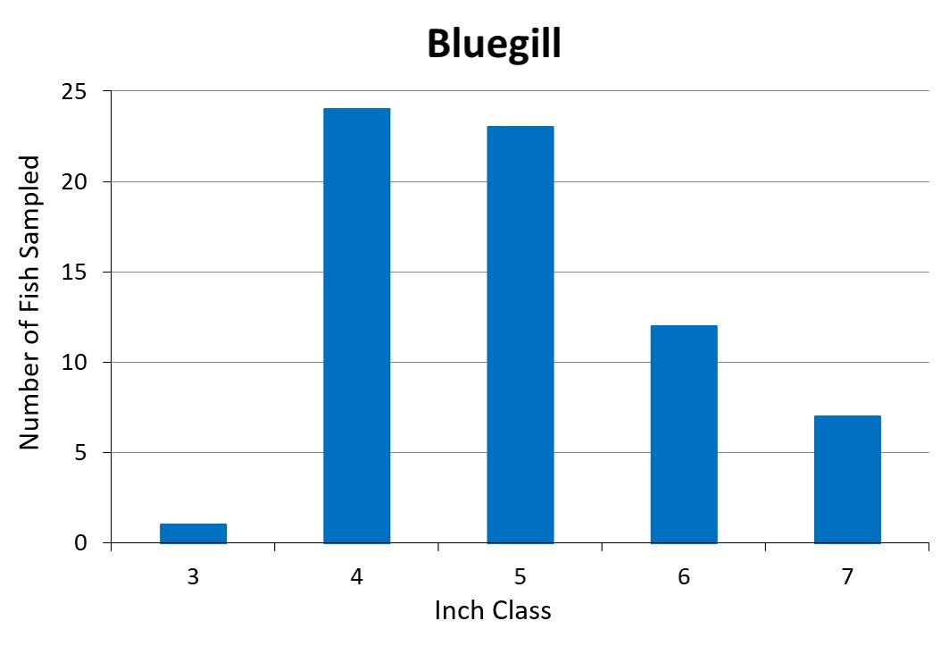 Bluegill length frequency graph