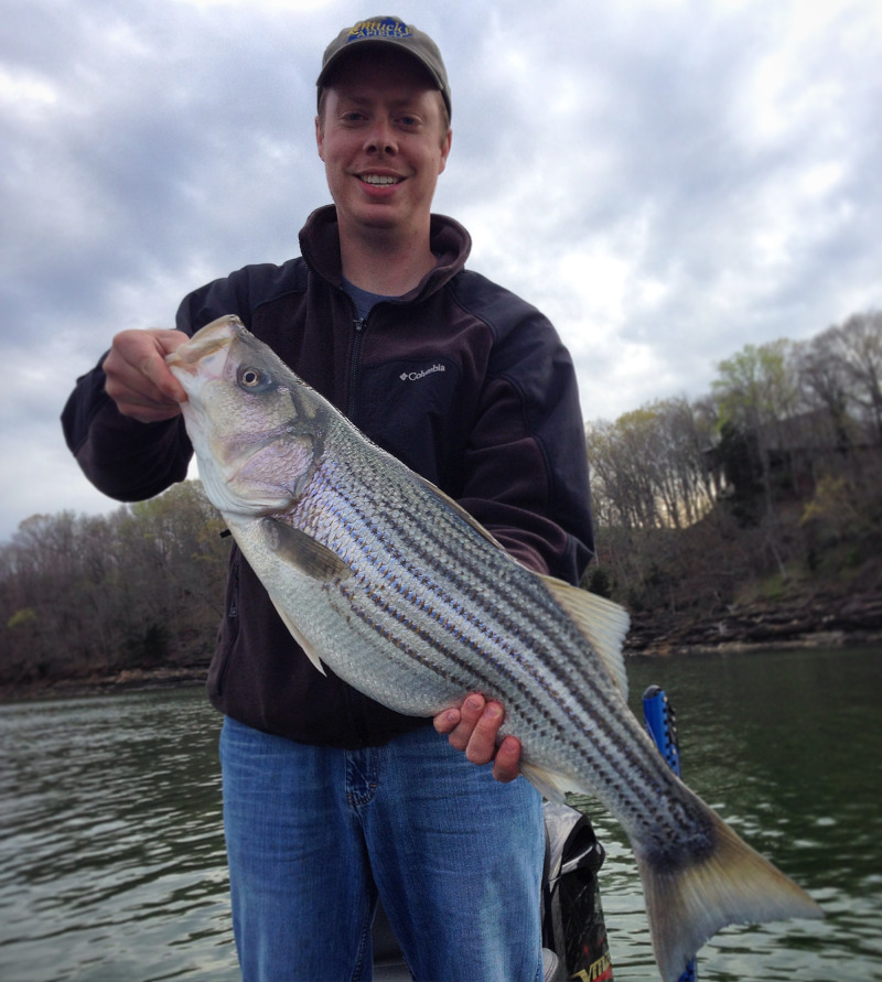 A man is holding up a hybrid striped bass