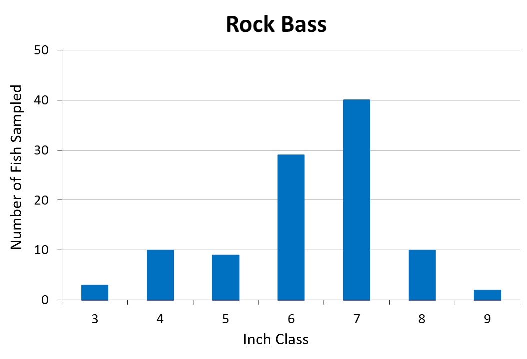 Rock Bass Length frequency graph