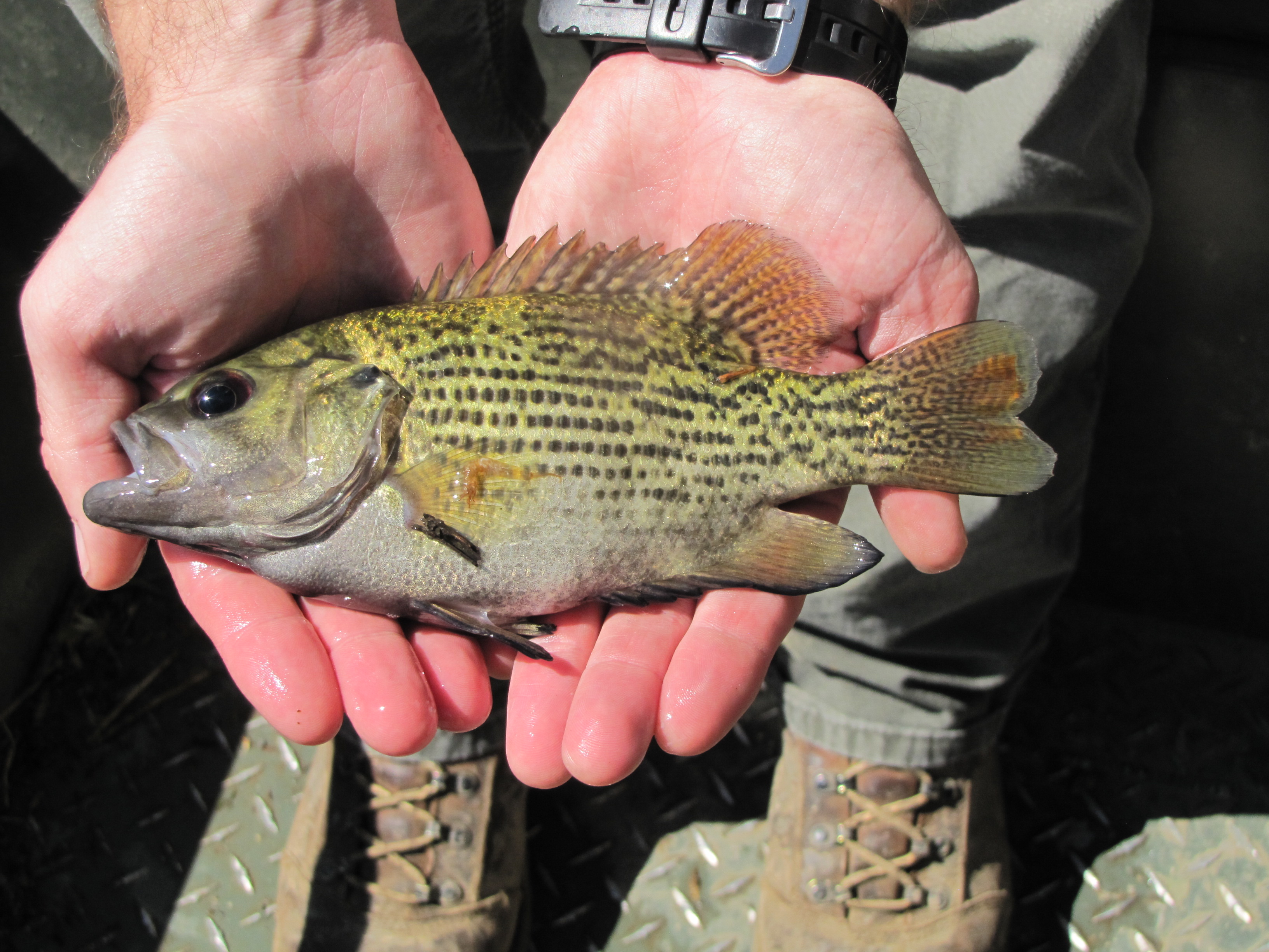 Rock bass are present throughout the South Fork Licking River with fish present up to 9.5 inches.
