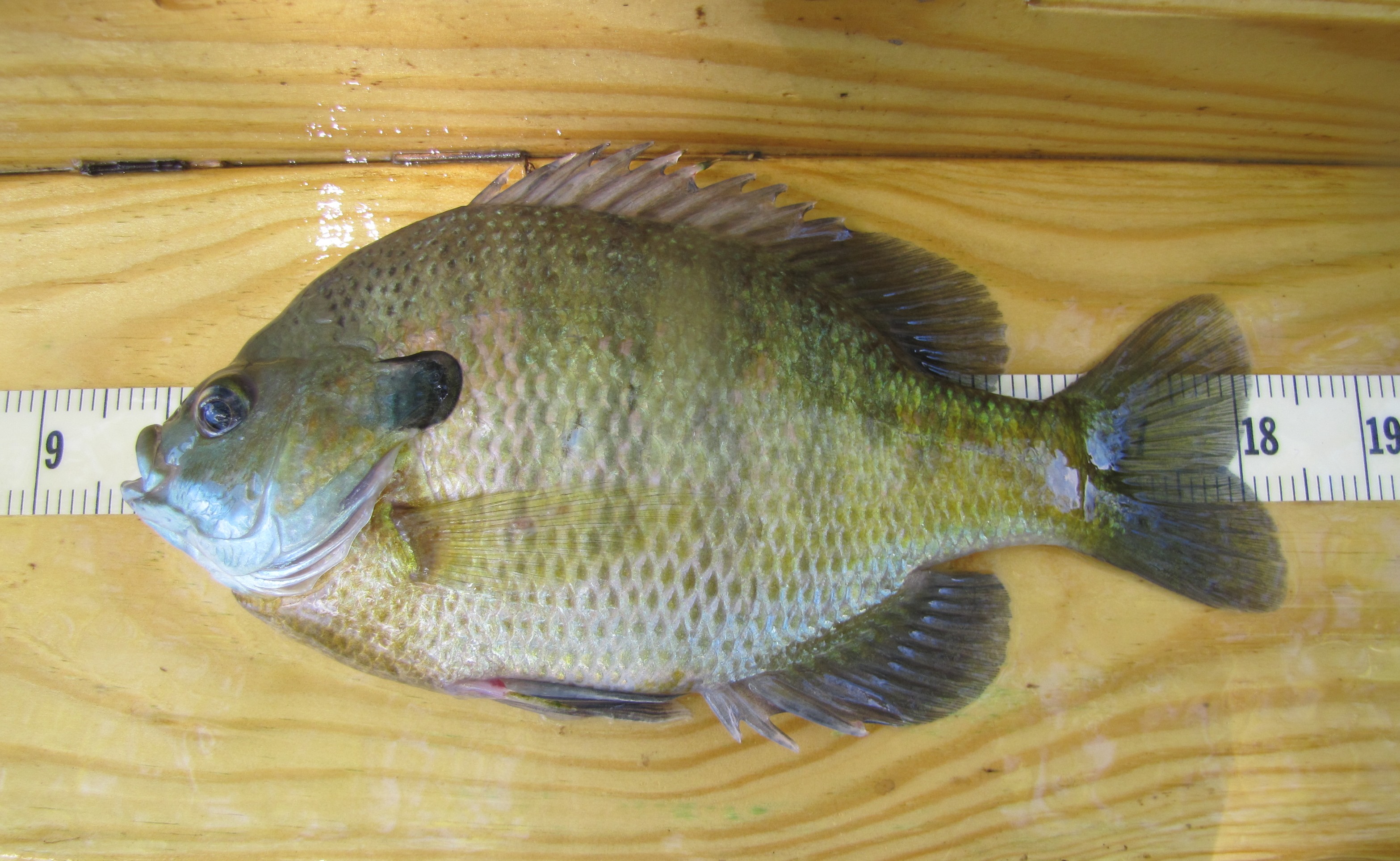 Quality bluegill are present in the pooled sections of the South Fork Licking River.