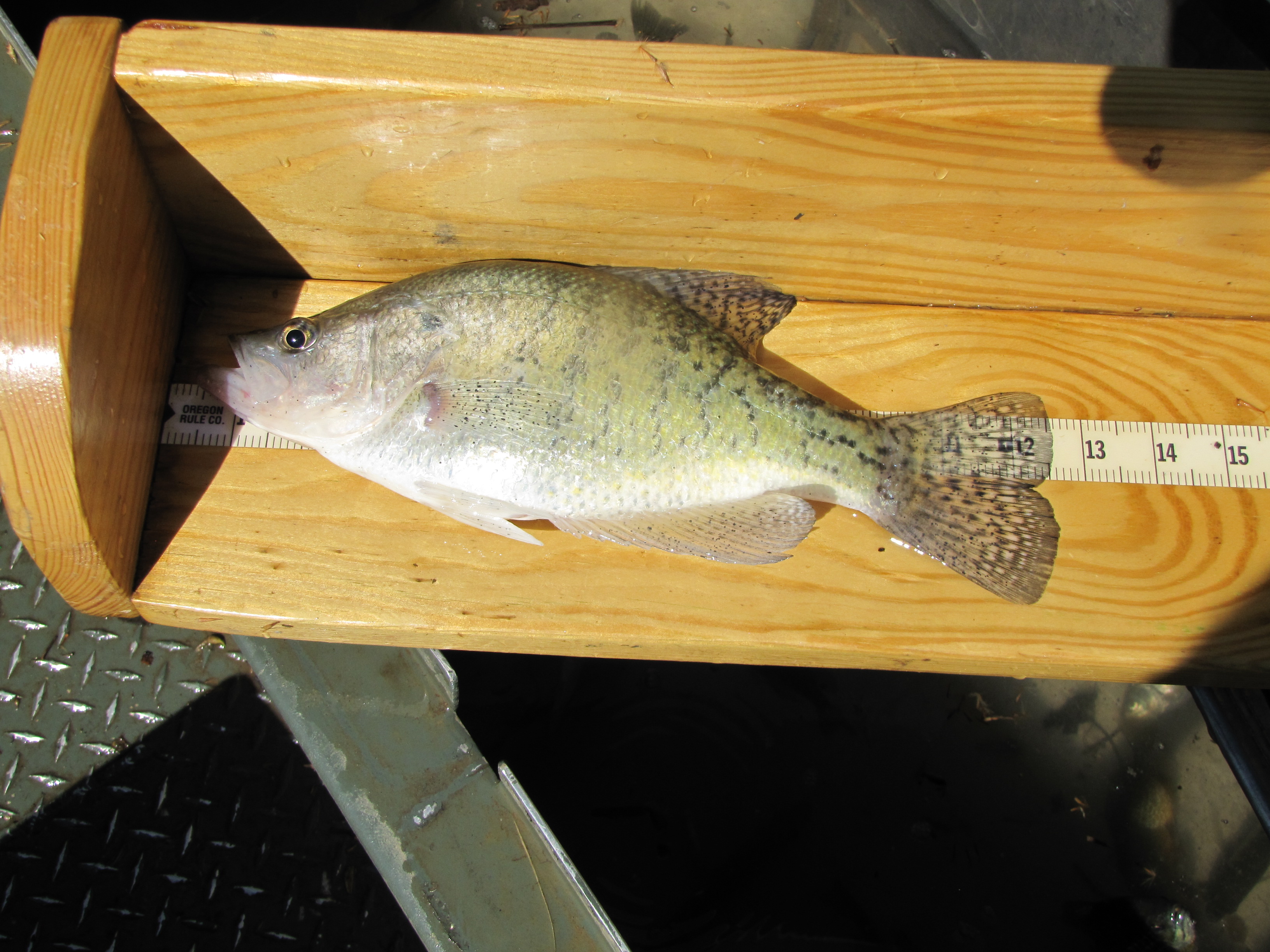 Although in low numbers, some quality crappie can be found in the slower pools of the South Fork Licking River.