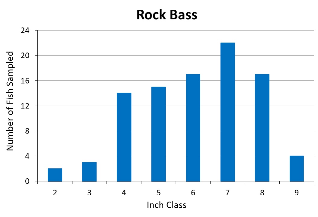 Rock Bass length frequency graph