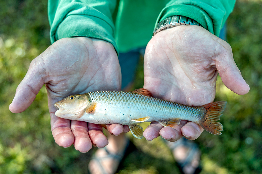 Striped Bass Youth