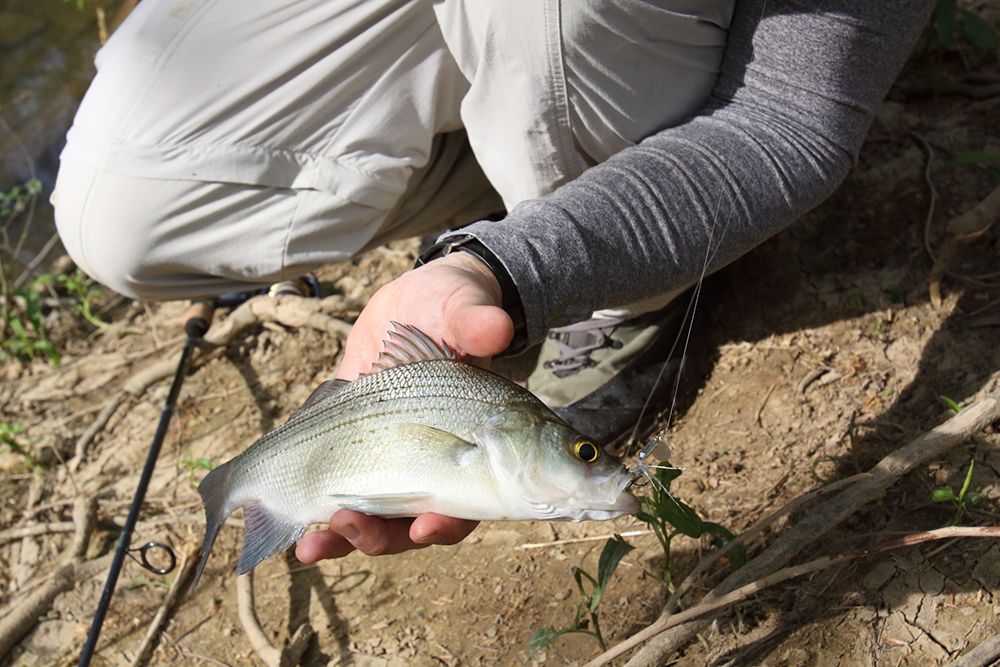 Decoding the white bass runs - Kentucky Department of Fish & Wildlife
