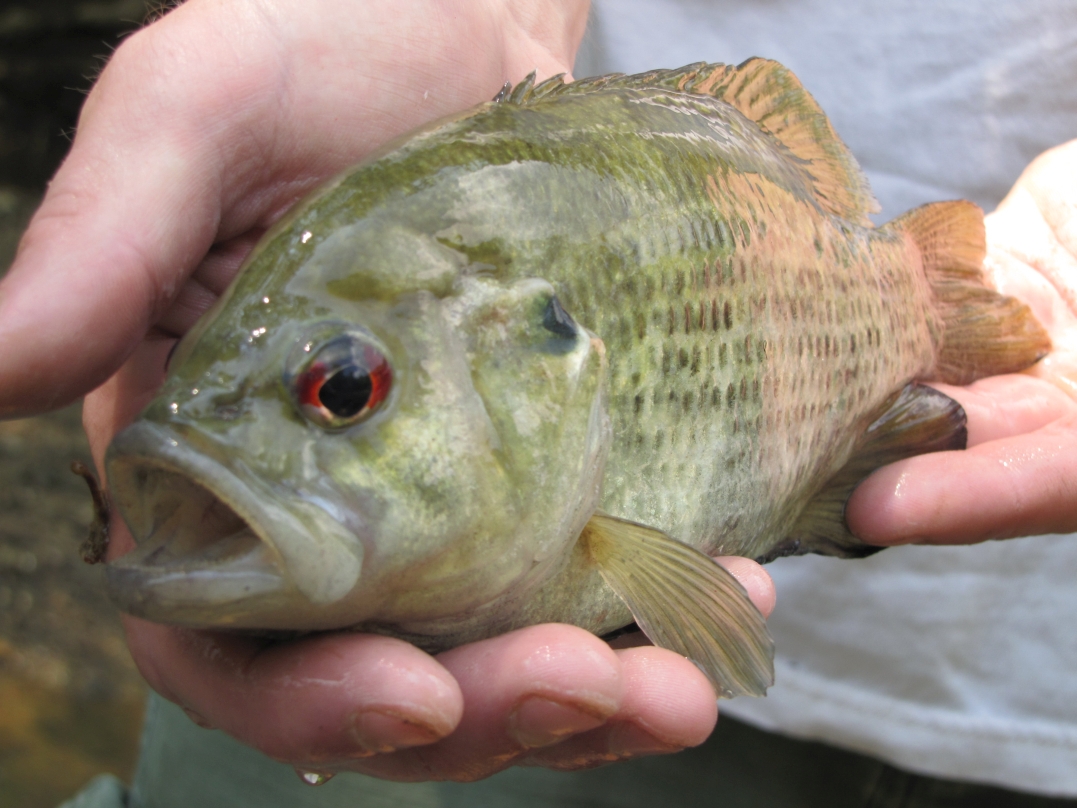Slate Creek has a good population of rock bass with the potential for trophy size (>10 inch) fish.