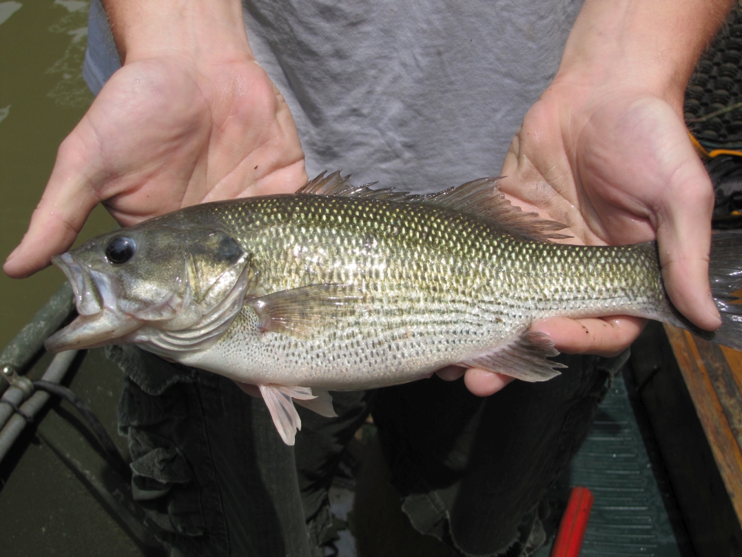Kentucky spotted bass are found throughout Slate Creek.