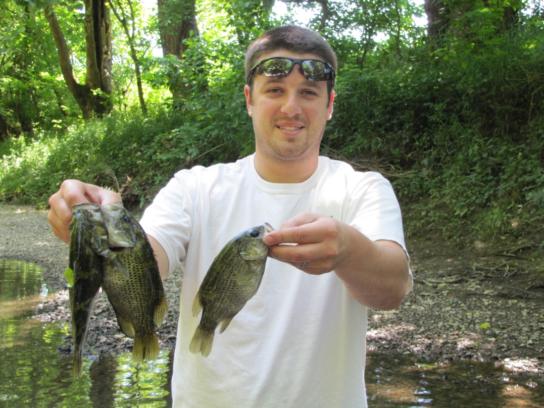 Paul Wilkes, Fisheries Technician, holds up several rock bass collected and released in a rocky section of Slate Creek.