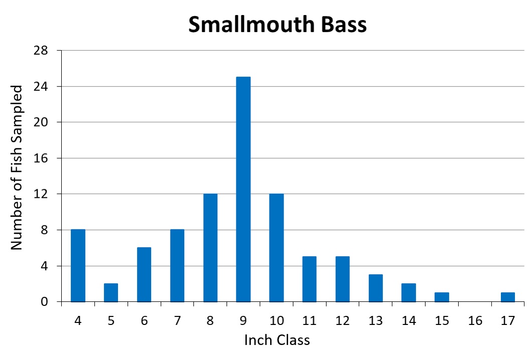 Smallmouth Bass Length frequency graph