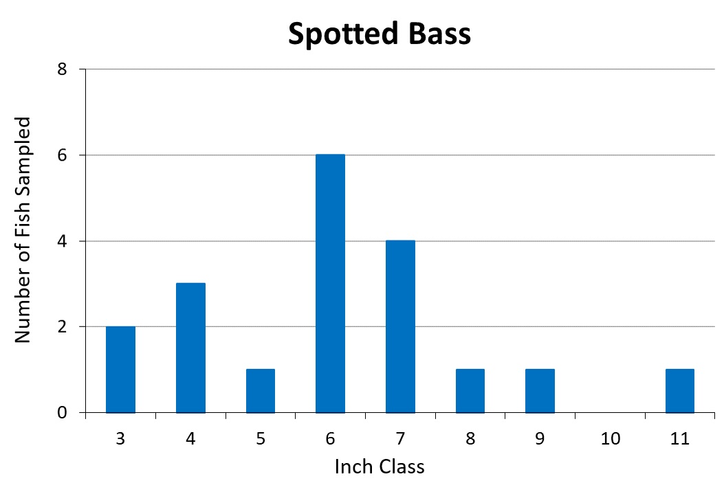Kentucky Spotted Bass length frequency graph